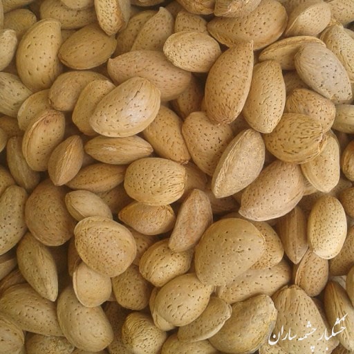 بادام محلی
